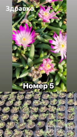 Делосперма 6 цвята , снимка 5 - Градински цветя и растения - 44407392