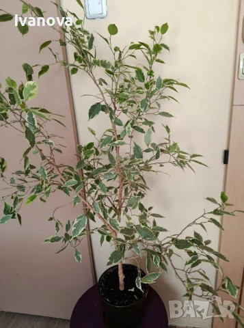 Фикус бенджамин, снимка 3 - Стайни растения - 51123169