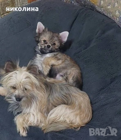 Продавам Йоркширски териер , снимка 14 - Йоркширски териер - 53051709