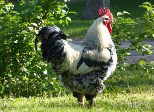 Продавам петли, снимка 1