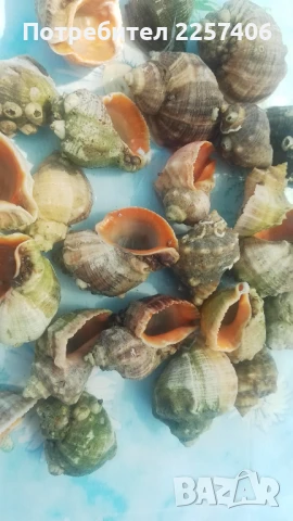 Рапани , снимка 5 - Декорация за дома - 51026365