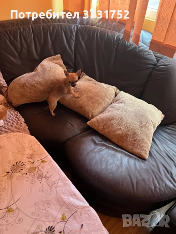 Мини чихуахуа, снимка 6 - Чихуахуа - 52913191