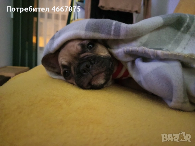 френски булдог , снимка 2 - Френски булдог - 52654466