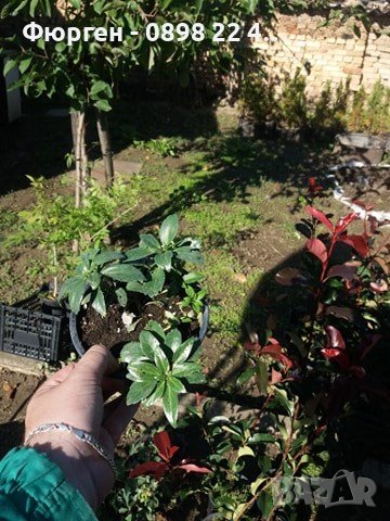 Pachysandra terminalis - Пахисандра, снимка 5 - Градински цветя и растения - 39106362