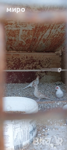 Шарени Диамантени гугутки!, снимка 16 - други­ - 51645799