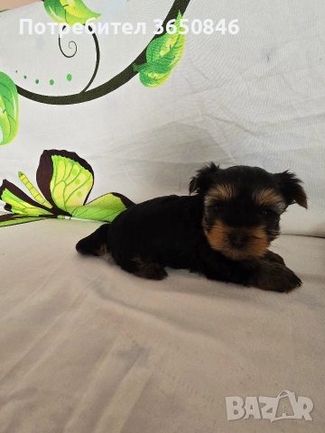 мини йоркширски териер, снимка 3 - Йоркширски териер - 53464061