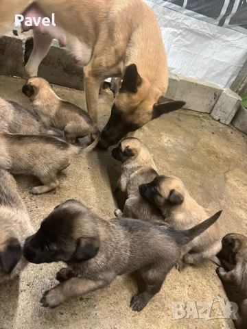 Белгийски овчарки малиноа, снимка 5 - Белгийска овчарка - 52665129