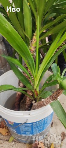 Юки - пауми, снимка 3 - Градински цветя и растения - 43265832