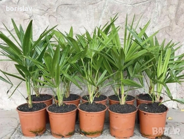 Палми Трахикарпус и Вашингтон, снимка 13 - Стайни растения - 14936682