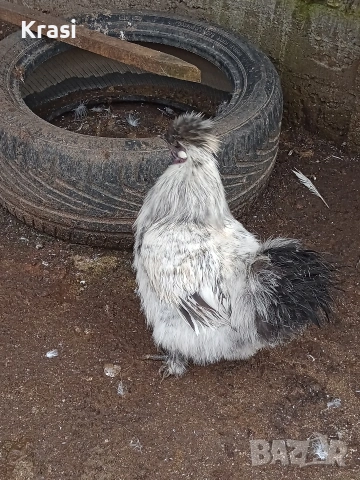 Петлета копринка, снимка 9 - Кокошки и пуйки - 53160112