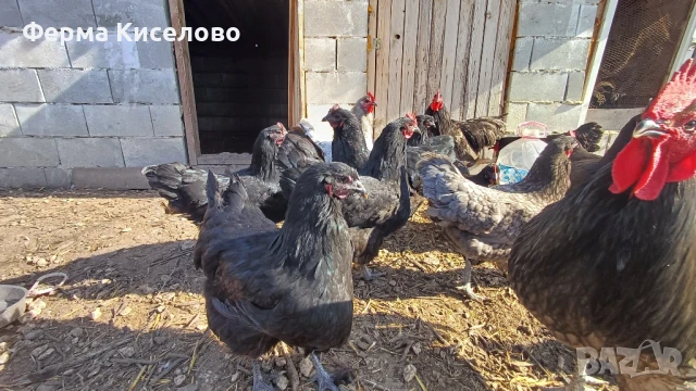 ято от австралорп три цвята, снимка 6 - Кокошки и пуйки - 51129465
