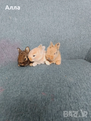 Декоративно зайчета