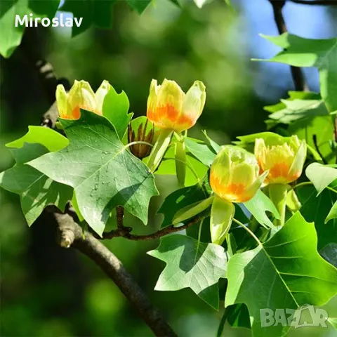 Лирово дърво-(Лириодендрон), снимка 2 - Градински цветя и растения - 49373611