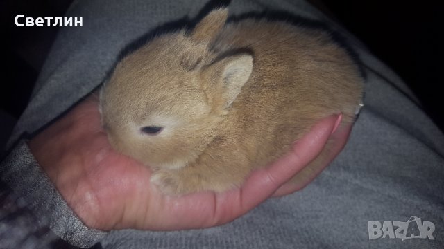 Малки декоративни зайчета, снимка 8 - Декоративни зайчета - 28688866