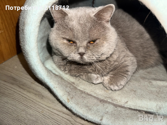 Британска дългокосместа , снимка 1 - Британска късокосместа - 52853716