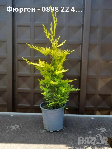Кипарис Лейланди „Gold Rider“ (Златен ездач) Cupressocyparis leylandii ‘Gold Rider’, снимка 3 - Разсади - 52899091