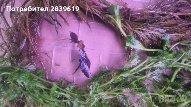 Пакет аквариумни растения , снимка 4 - Аквариуми - 51470866