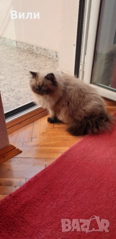 Търсим мъжки , снимка 2 - Персийска - 32652579