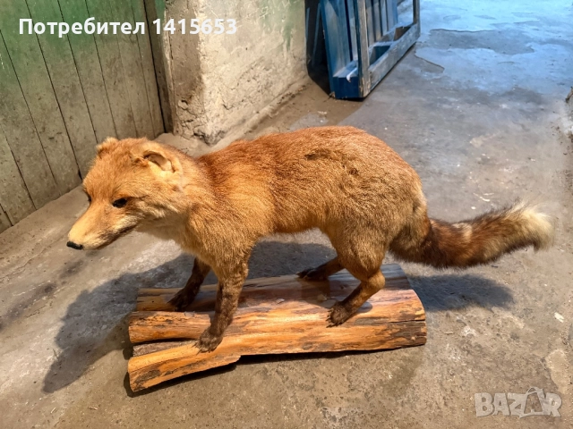 Продавам препарирана лисица, снимка 2 - Други ценни предмети - 52925497