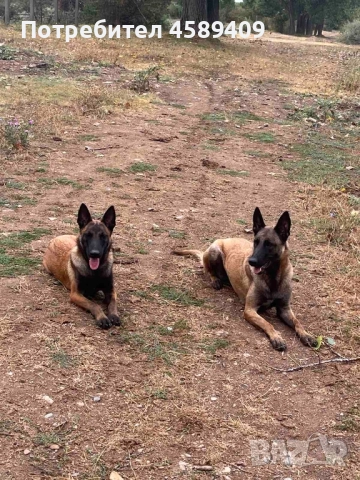 проодавам, снимка 2 - Белгийска овчарка - 51648449