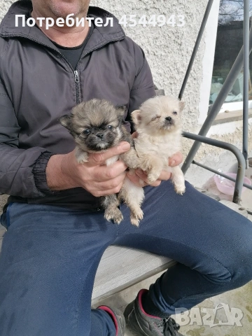 Малки чихуанчета , снимка 5 - Чихуахуа - 53402239