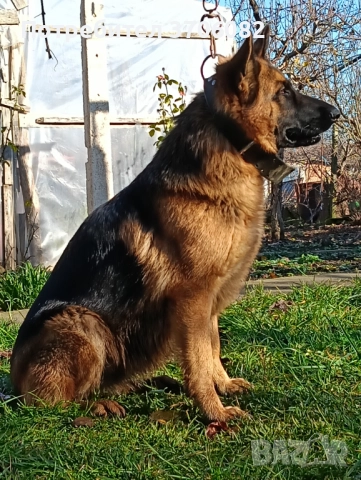 Продавам немска овчарка на година и половина не е агресивен кастриран за повече информация 089903513, снимка 3 - Немска овчарка - 52733472