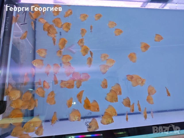 Дискуси, снимка 6 - Рибки - 51439805