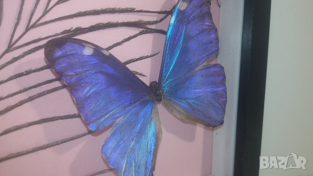 Пеперуда Morpho Adonis от Южна Америка, снимка 2 - Други - 53371940
