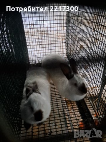 Продавам калифорнийски зайци, снимка 11 - Други животни - 38399540