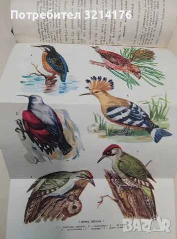 Как да заселим с тополи - К. Людсканов, Мих. Михайлов, снимка 6 - Специализирана литература - 48335365