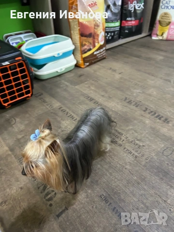 Йоркширски териер си търси приятелка, снимка 11 - Търси партньор - 35108985