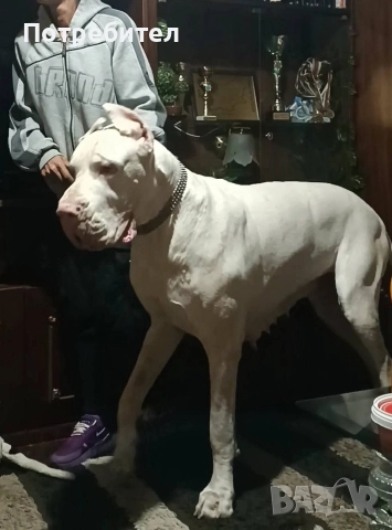 Немски дог мъжки и женски, снимка 5 - Немски дог - 45664449