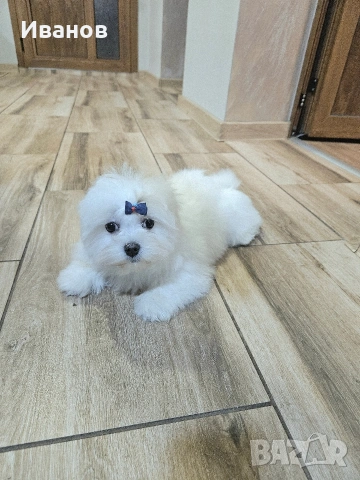 Малтийска болонка момче , снимка 6 - Болонка - 53591648