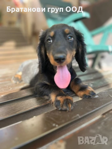 Дългокосмест Дакел, снимка 4 - Дакели - 51132673