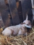 Агнета от месодайни породи и кръстоски със местни овце. , снимка 2
