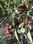 Ягодова гуава,Strawberry Guava, растения и семена, снимка 2