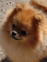 продавам померан , снимка 1
