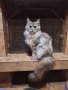 Мейн Куун женска котка, снимка 4
