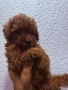 Пудел момченце , снимка 2