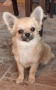 Чихуахуа момче, снимка 5