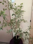 Фикус бенджамин, снимка 3