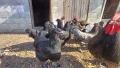 ято от австралорп три цвята, снимка 6