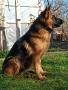 Продавам немска овчарка на година и половина не е агресивен кастриран за повече информация 089903513, снимка 3