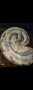 половозряла женска ( кралски питон), снимка 1 - Змии - 44901131