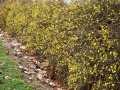 Зимен жасмин гол корен х 2 лв, снимка 1 - Градински цветя и растения - 43424925