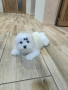 Малтийска болонка момче , снимка 6