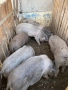 Продавам прасета, снимка 3