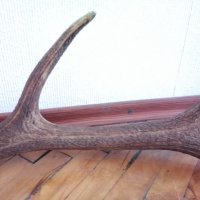 Рог от елен, стара находка от 80-те години,единичен , снимка 7 - Колекции - 36313626