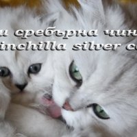 ”Котки Чинчила * Chinchilla Cats”