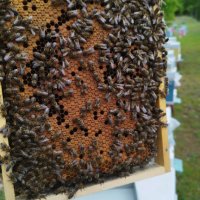 Пчелни семейства/ отводки/ - записване 2024, снимка 2 - За пчели - 43355229